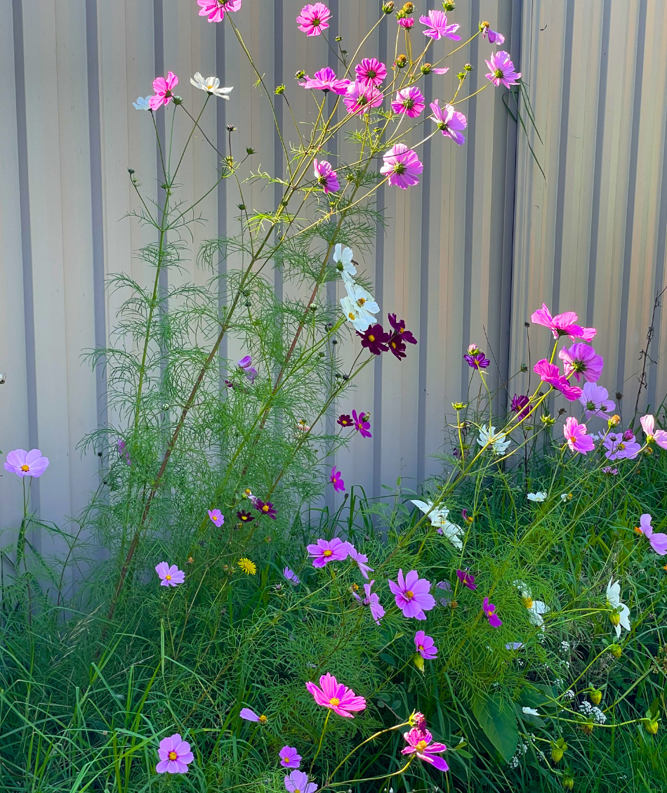 Cosmos in the garden