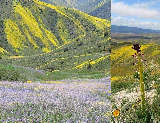 Carrizo Plain by Kyle Magnuson