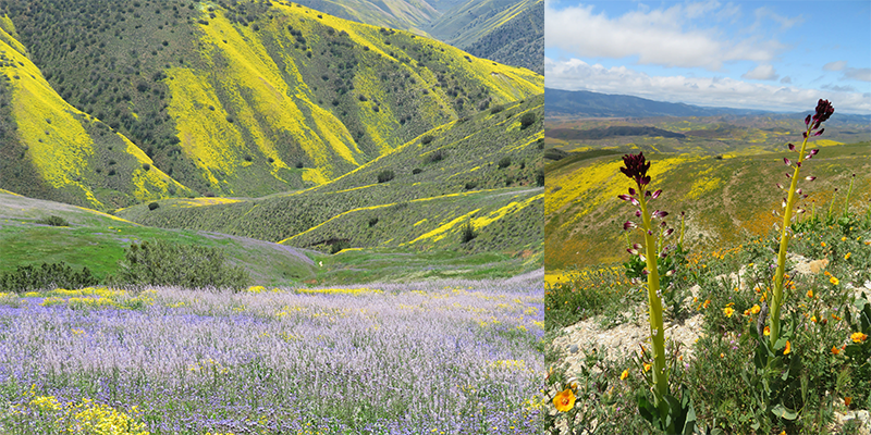 Carrizo Plain by Kyle Magnuson