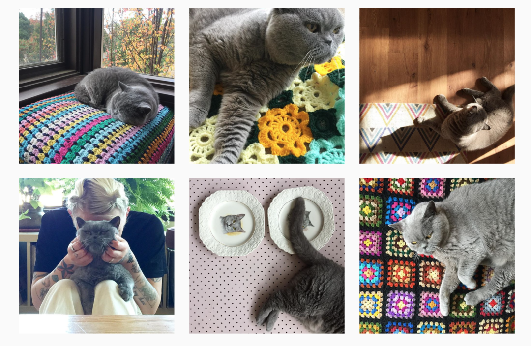 Pips Cat Hotel