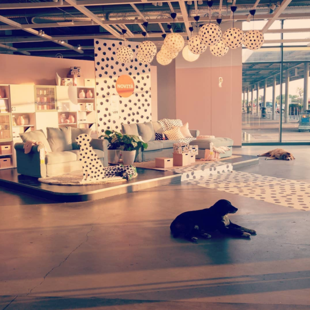 Pups at IKEA
