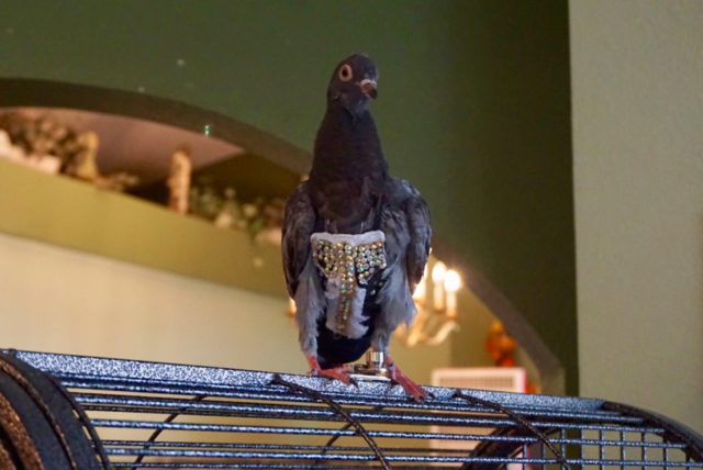 bedazzled pigeon