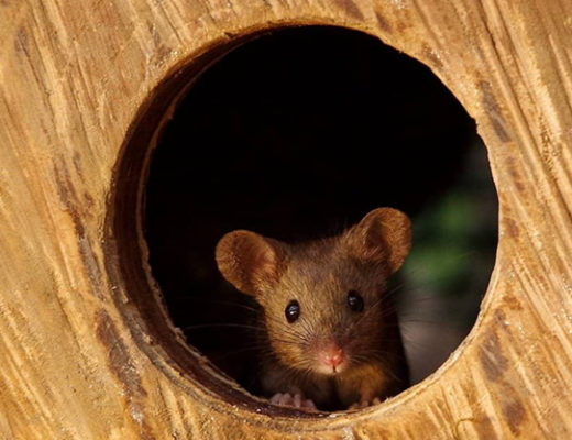 Mouse