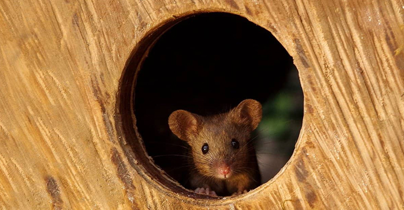 Mouse