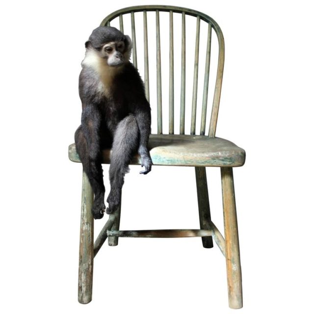 monkey chair