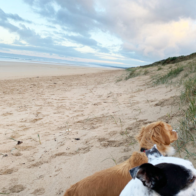 Pip at Venus Bay
