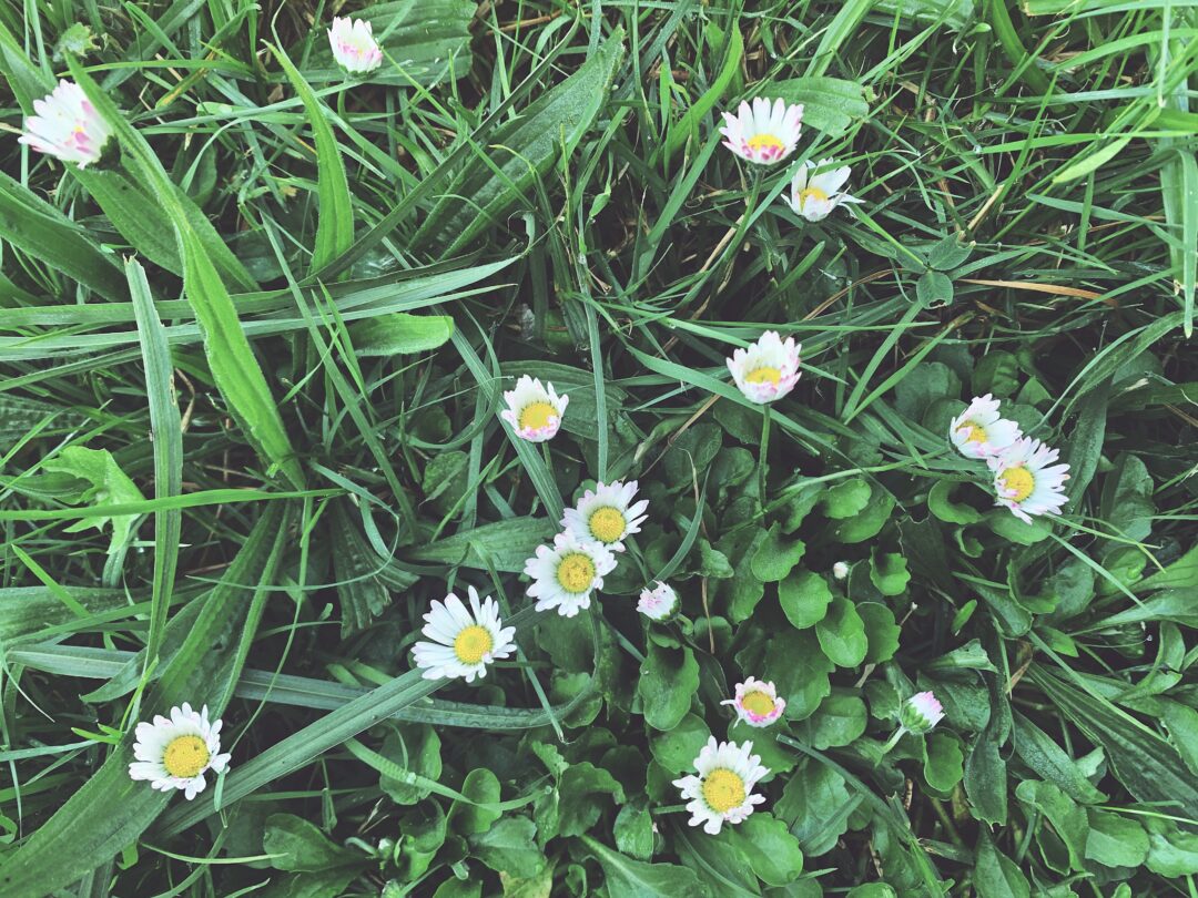 green grass and pretty daisies