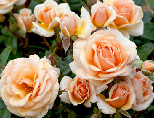 Photo of Sweet Honey Floribunda Rose