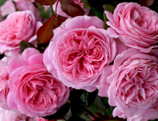 Treloar Roses Parfuma Collection