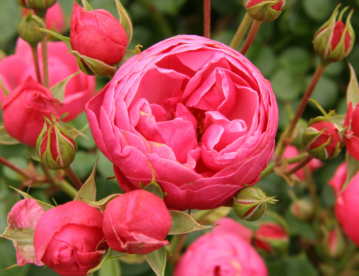 Floribunda Pomponella Rose