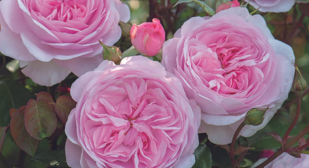 Olivia Rose Austin® (Ausmixture) from Wagner's Rose Nursery