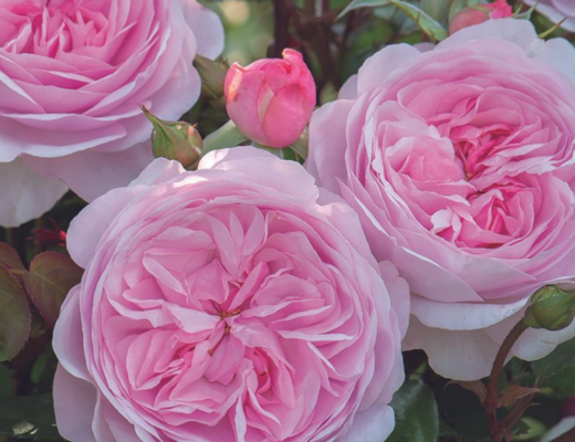Olivia Rose Austin® (Ausmixture) from Wagner's Rose Nursery