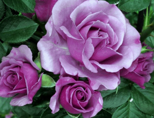 Quicksilver Climbing Rose