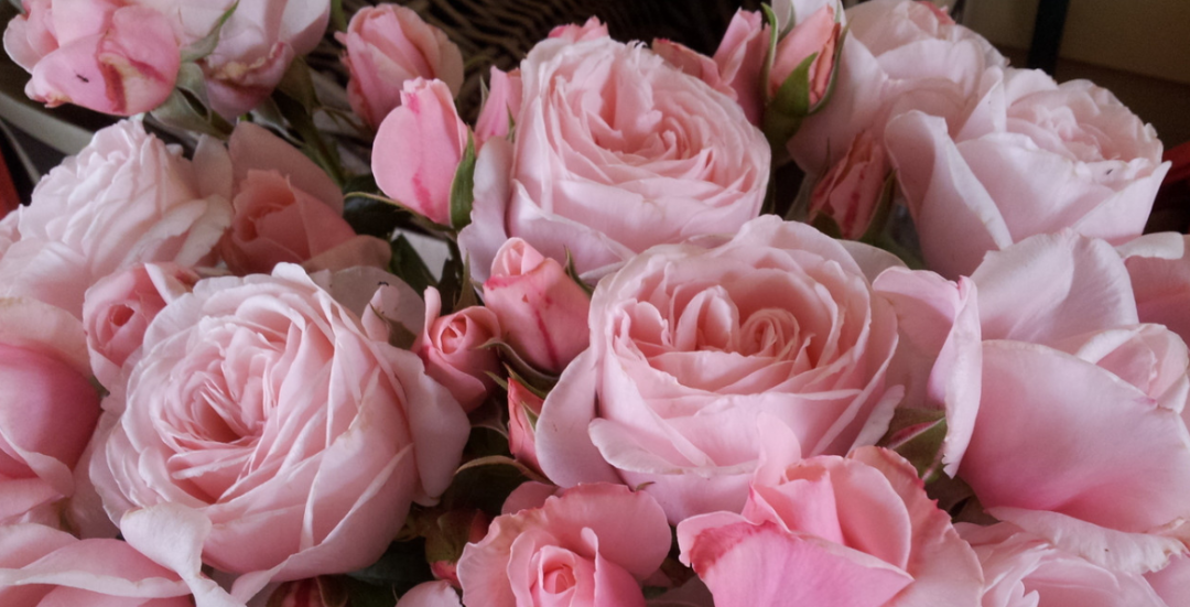 Nahema Climbing Rose