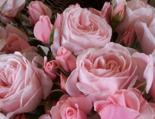 Nahema Climbing Rose