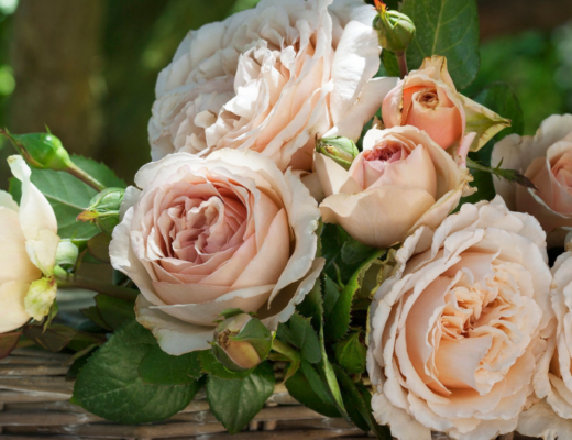Shirley's Rose