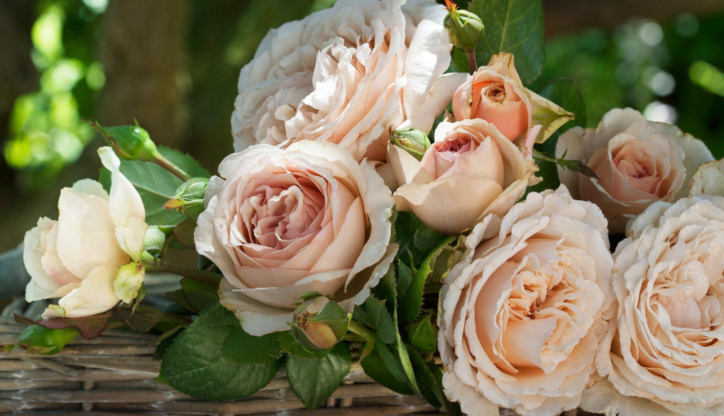 Shirley's Rose
