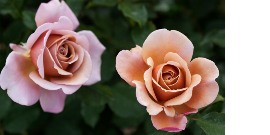 Soul Sister Rose