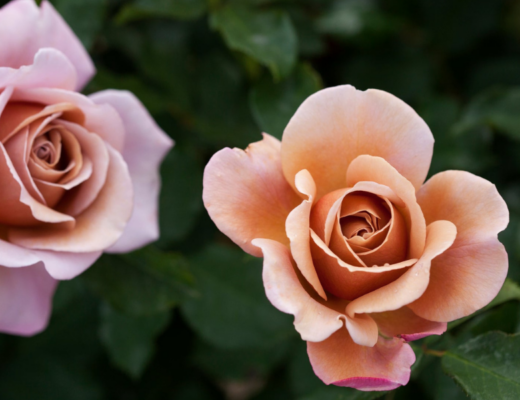 Soul Sister Rose