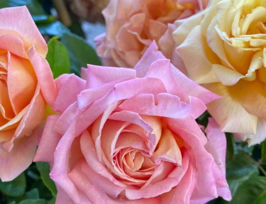 Chicago Peace Rose