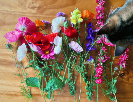 Pip's flowers and Chippy inspecting