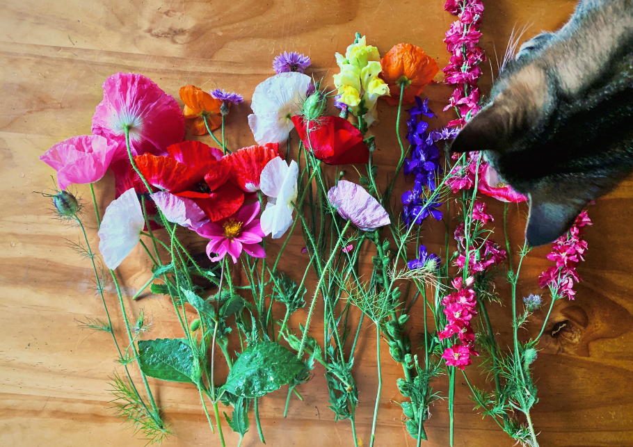 Pip's flowers and Chippy inspecting