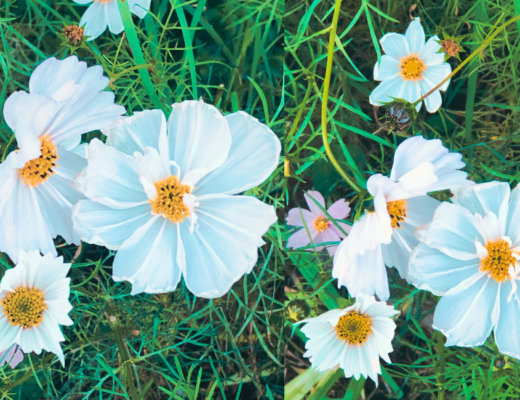 Cosmos in my garden