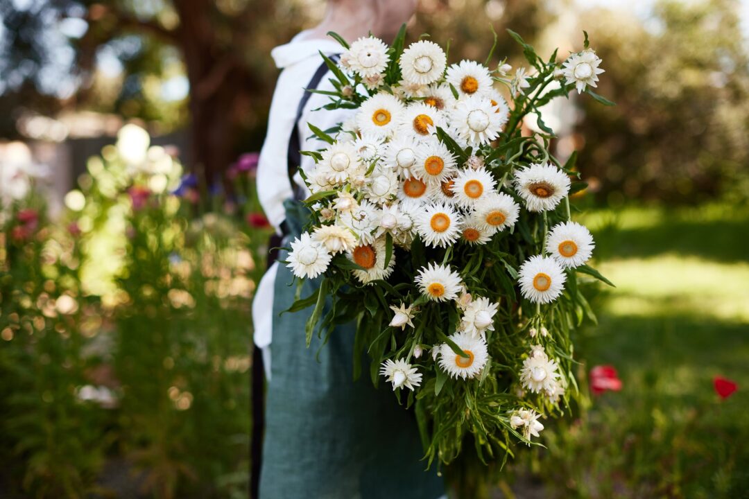 Straw Flowers by https://veggiegardenseeds.com.au/blogs/news/how-to-grow-strawflowers-from-seed