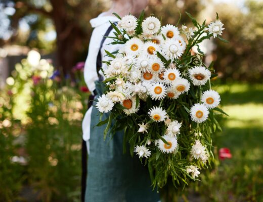 Straw Flowers by https://veggiegardenseeds.com.au/blogs/news/how-to-grow-strawflowers-from-seed